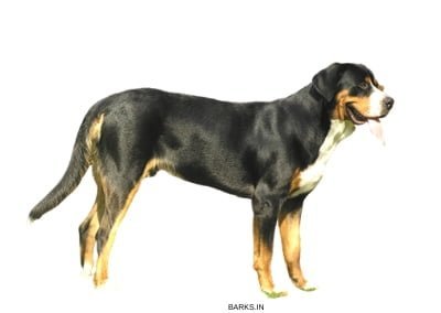 Greater Swiss Mountain Dog Standing