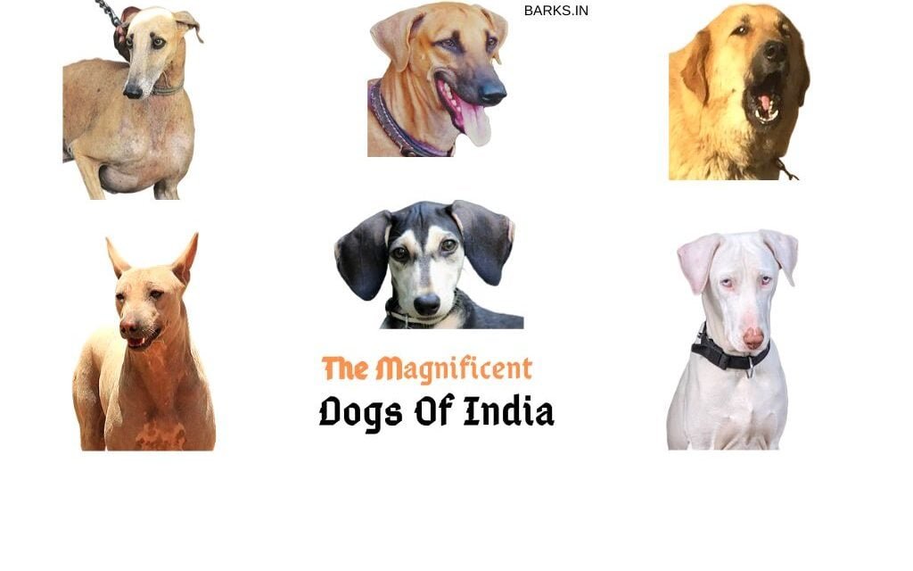 Indian dog breeds. The forgotten dogs of India!