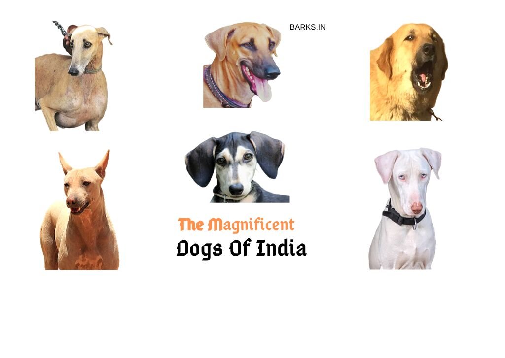 Barks In Indian Dog Breeds The Forgotten Dogs Of India
