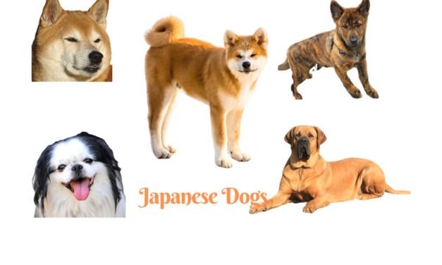 Japanese Dog Breeds. The fantastic dogs of Japan