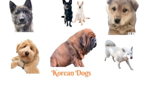 Korean Dog Breeds. A list of all Korean dogs