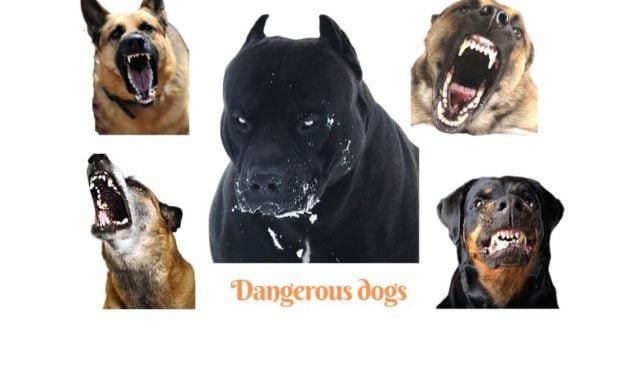 Most dangerous dogs in the world. 30 dog breeds ranked