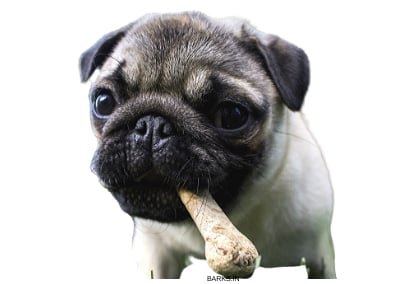 Pug puppy eating bone
