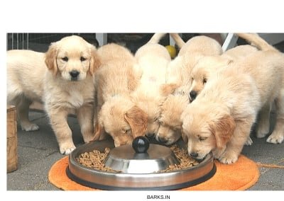 Puppies Eating dog food