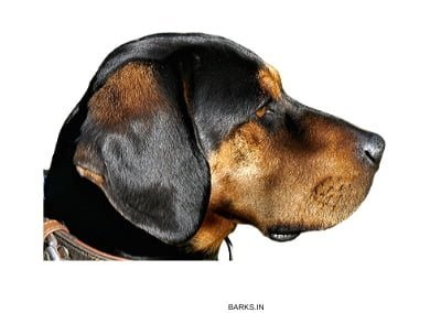 Schweizerischer Niederlaufhund Profile