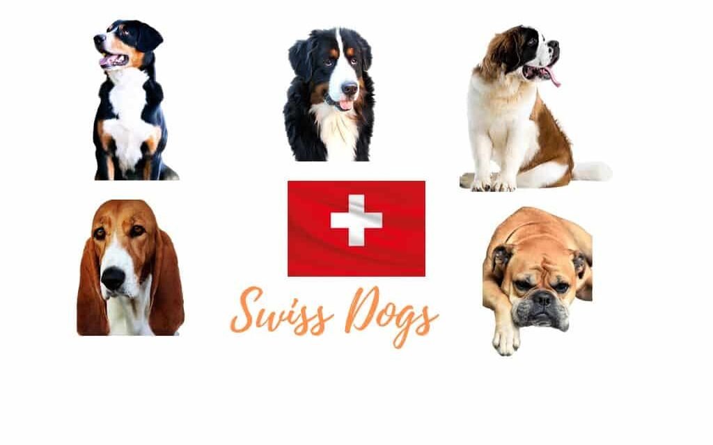 Swiss dog breeds. All native dogs of Switzerland