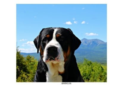 Swiss Mountain Dog