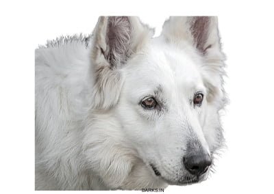 Swiss White Shepherd Profile