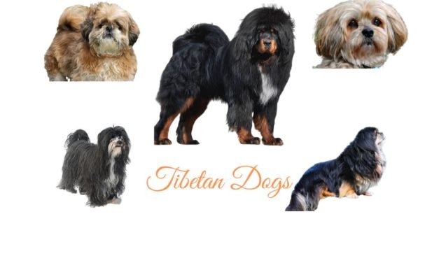 Tibetan Dog Breeds. Native dogs of Tibet