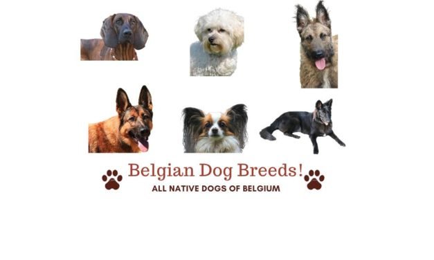 Belgian Dog Breeds. All 15 native Belgium dogs