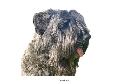 Bouvier Dog Profile