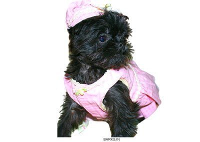 Griffon Bruxellois Puppy Dressed