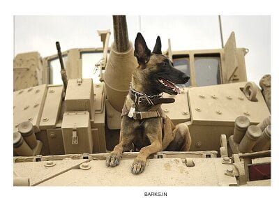 Malinois dog on a tank