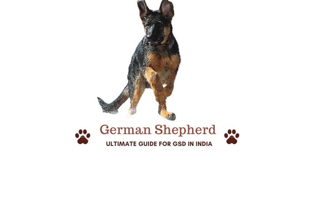 Ultimate guide to German Shepherd in India