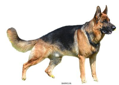 Barks In German Sheperd Dog In India All You Need To Know Guide