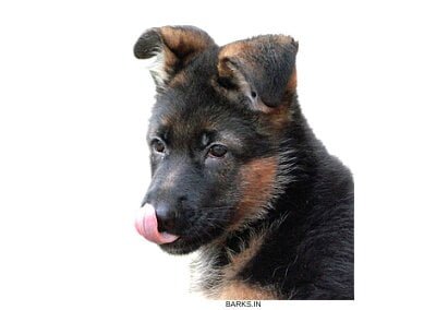 Hungry GSD puppy