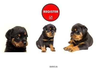 Rottweiler KCI Registration illustration