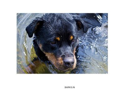 Rottweiler Playing