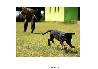 Rottweiler Puppy Training