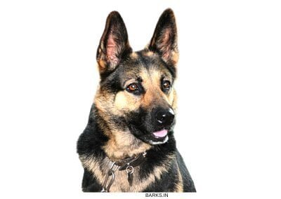 Selling GSDs in India