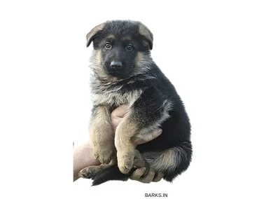 Selling a GSD puppy