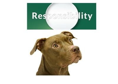 Pitbull breeder responsibilities