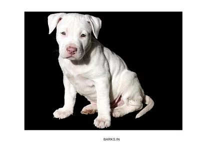 Pitbull cute puppy