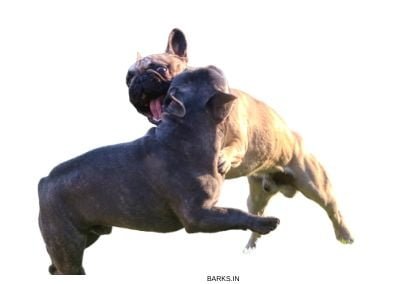 Pitbull dog fighting