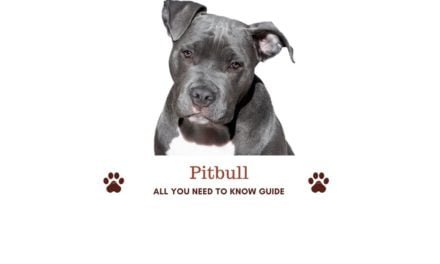 Pitbull in India. All you need to know guide