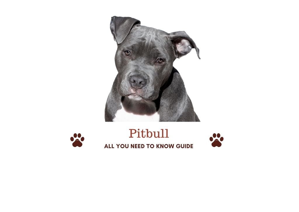 how do i know if my dog is a pitbull