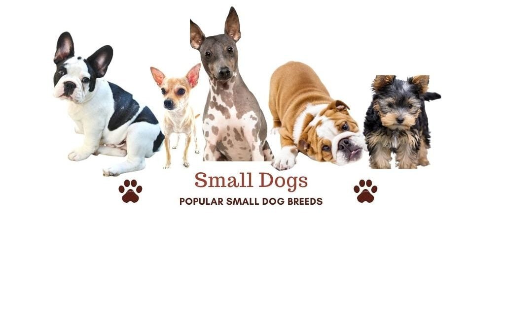 Small dog breeds. 95 amazing small dogs for your family