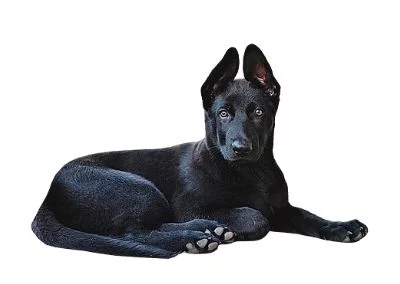 GSD Black puppy