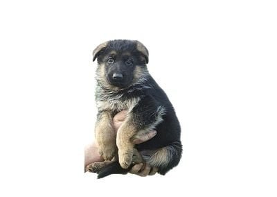 GSD Puppy for sale