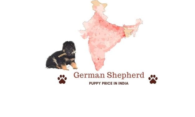German Shepherd Price in India [In major Indian cities – Updated!]