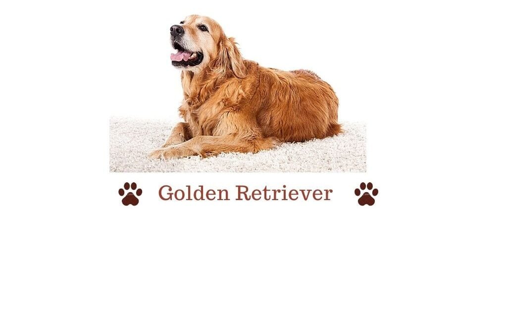 Golden Retriever in India. All you need to know guide