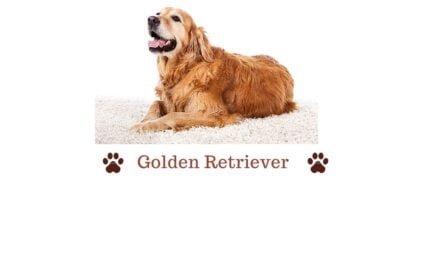 Golden Retriever in India. All you need to know guide