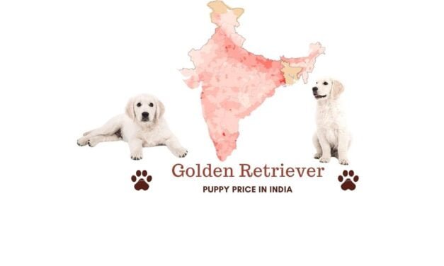 Golden Retriever puppy price in India across all major cities [updated]