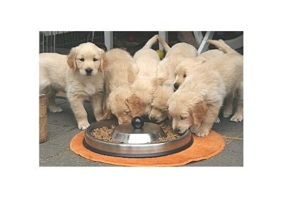 Golden Retriever puppies feeding