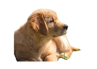 Golden Retriever puppy training