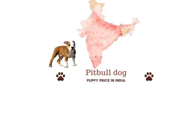 Pitbull price in India [all major Indian cities]