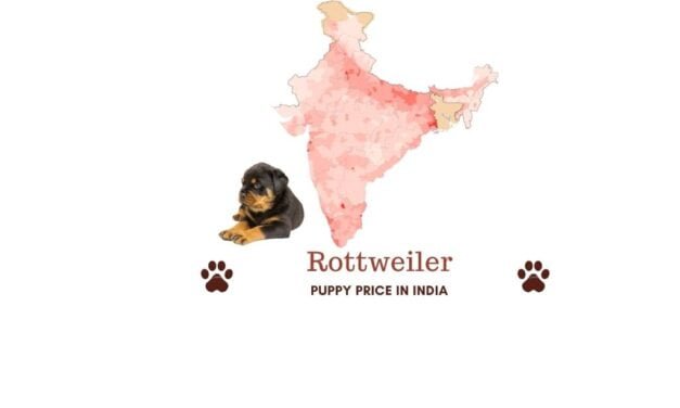 What is the price of Rottweiler in India? Price in all major cities