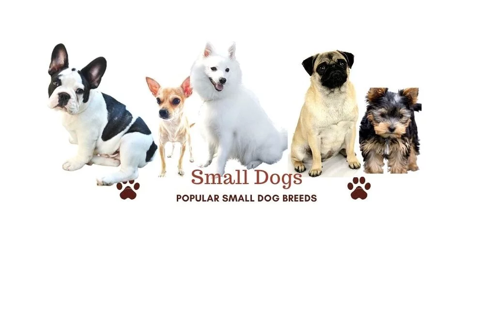 Barks In 15 Small Dog Breeds In India Best Small Dogs For Apartments