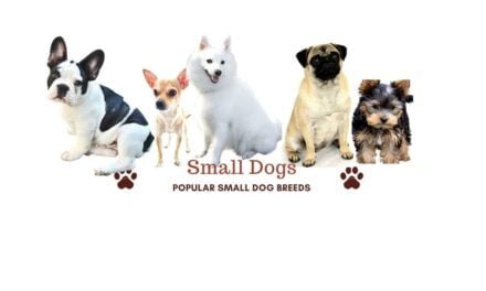 15 Small dog breeds in India. Best small dogs for apartments