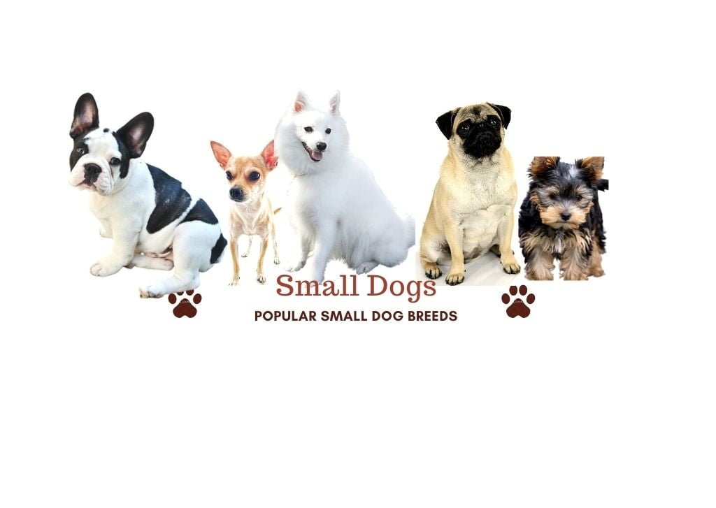 dog breeds small dogs