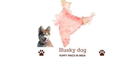 Husky price in India. Where to buy Siberian Husky in India?