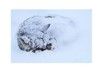 Husky under snow
