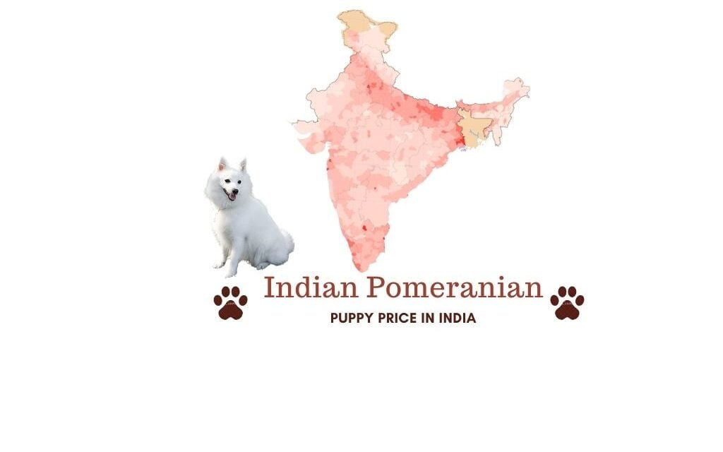 Pomeranian price in India