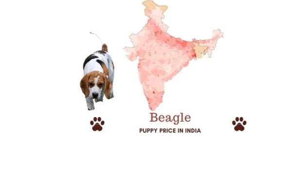 Beagle puppy price in India in all major cities