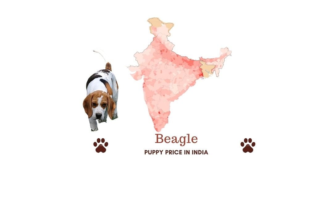 Cost a india beagle does in much how Cost of