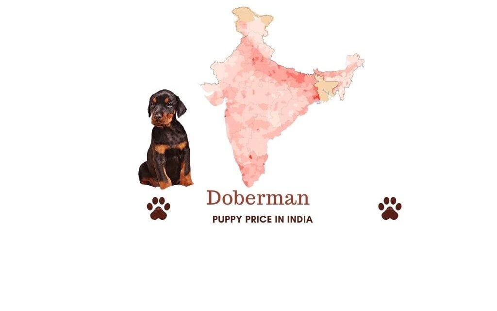 Doberman price in India across all major Indian cities